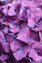 Beautiful violet hortensia flowers as background, closeup