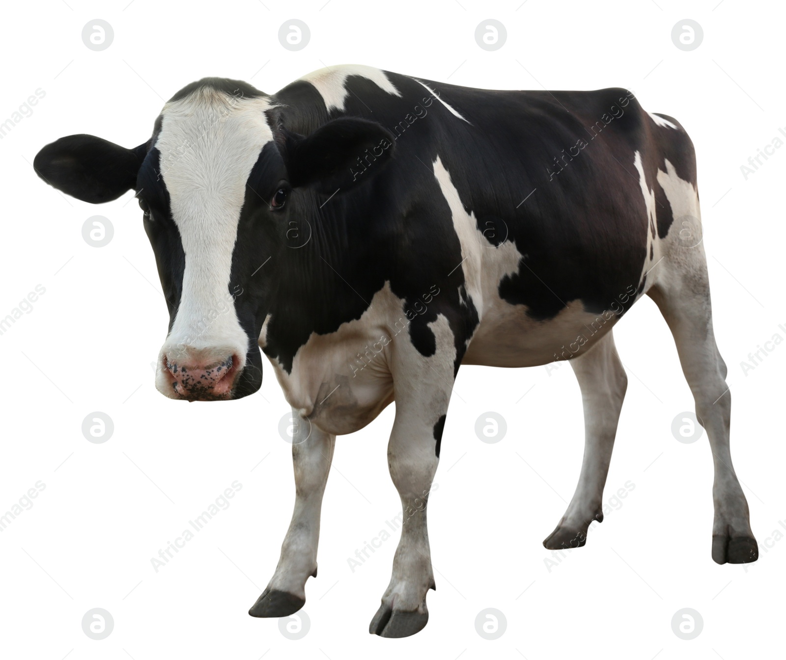 Image of Cute cow on white background. Animal husbandry