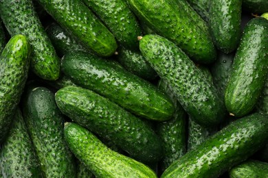 Photo of Fresh whole ripe cucumbers as background, top view