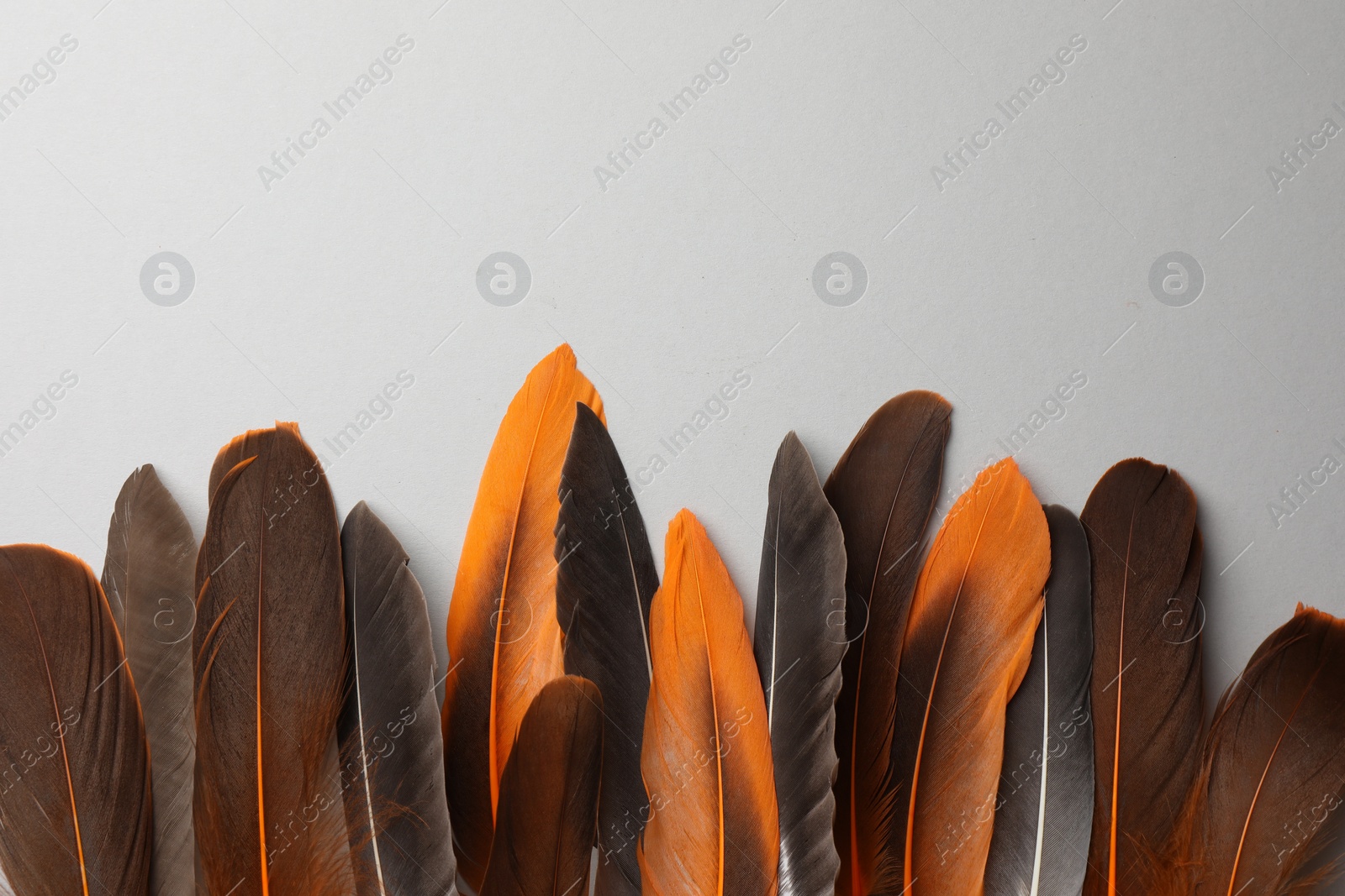 Photo of Many different bird feathers on white background, flat lay. Space for text