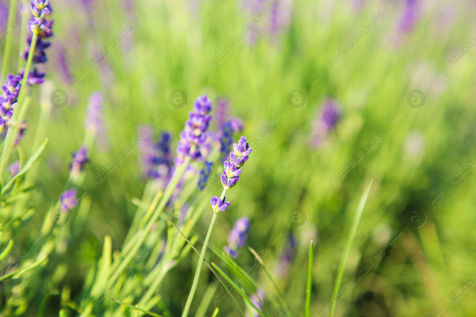 Photo of Beautiful blooming lavender growing in field, closeup. Space for text