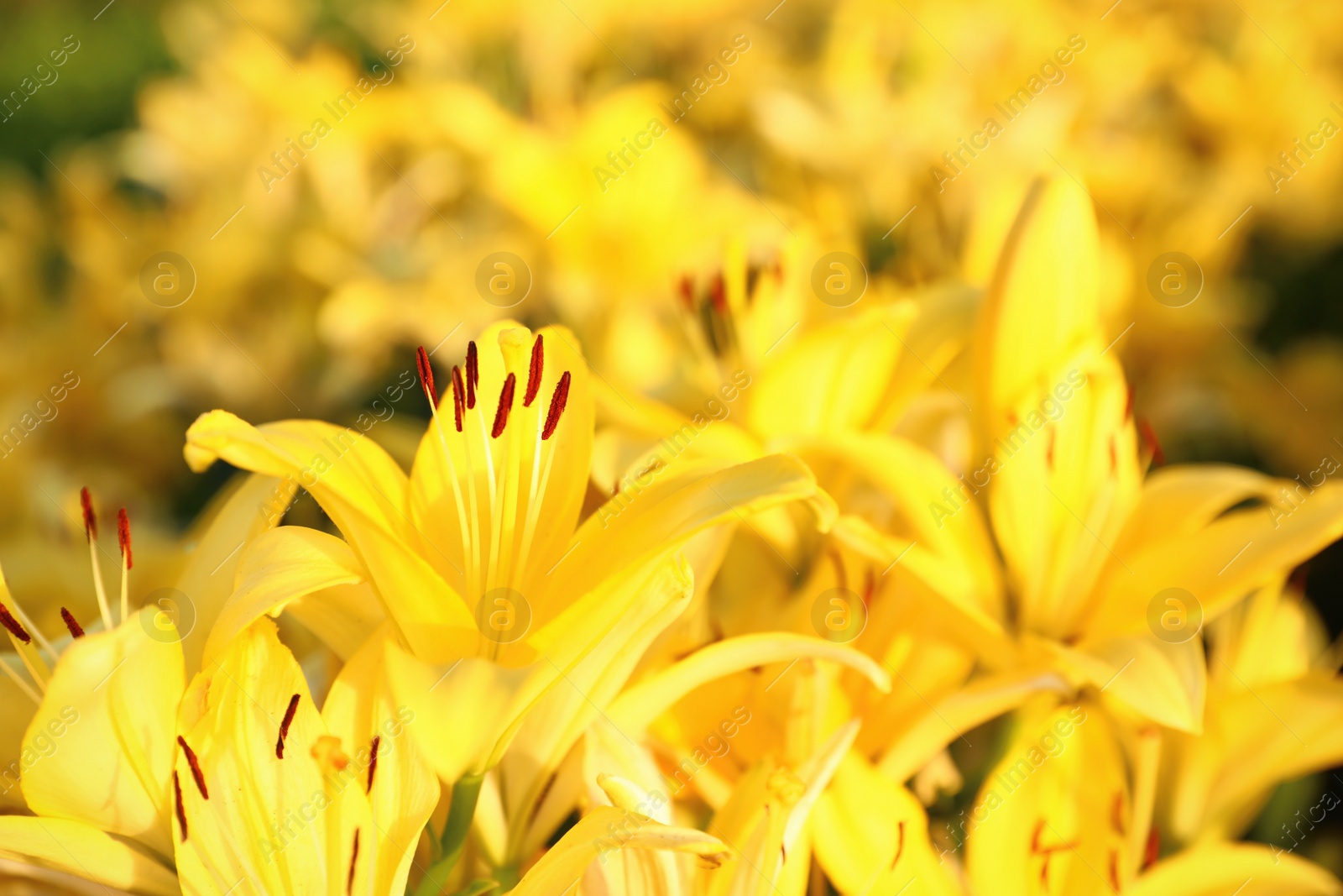 Photo of Beautiful bright yellow lilies growing at flower field, closeup