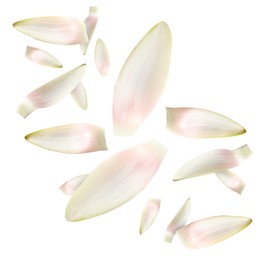 Image of Lotus flower petals falling on white background