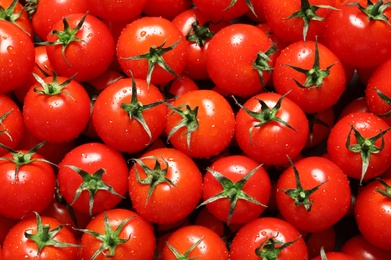 Delicious ripe cherry tomatoes with water drops as background, top view