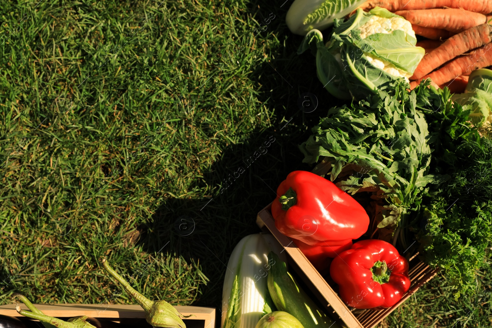 Photo of Different fresh ripe vegetables on green grass, flat lay. Space for text