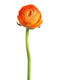 Beautiful fresh ranunculus flower isolated on white