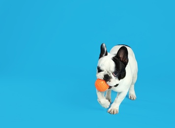 Photo of French bulldog playing with toy on blue background. Space for text