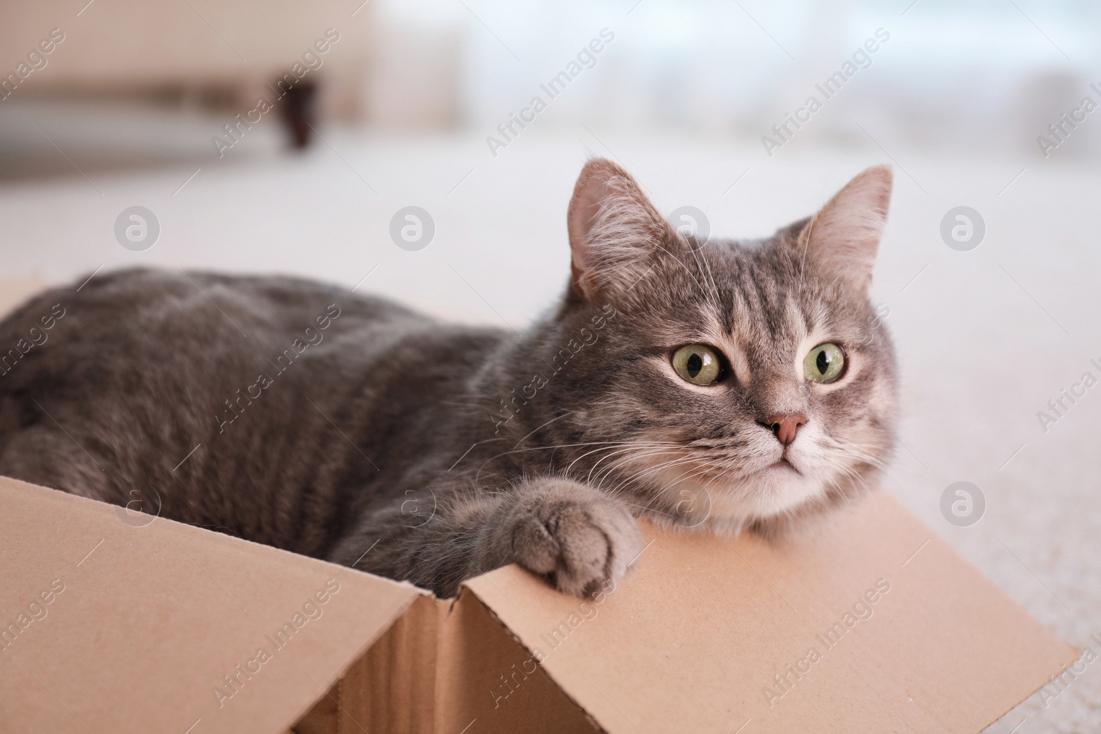 Photo of Cute grey tabby cat in cardboard box on floor at home