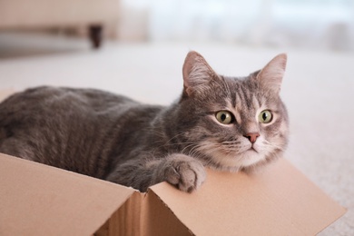 Photo of Cute grey tabby cat in cardboard box on floor at home