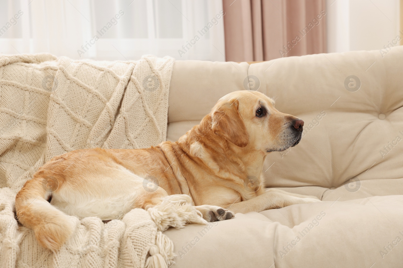 Photo of Cute Golden Labrador Retriever on couch in living room