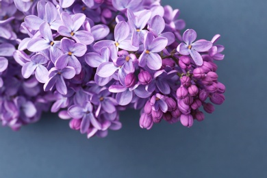Photo of Beautiful blossoming lilac on grey background. Spring flowers