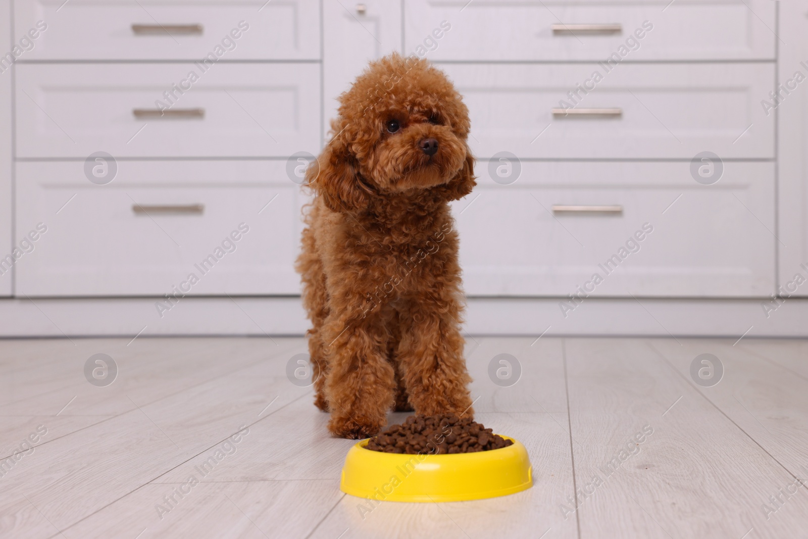 Photo of Cute Maltipoo dog near feeding bowl with dry food on floor indoors. Lovely pet
