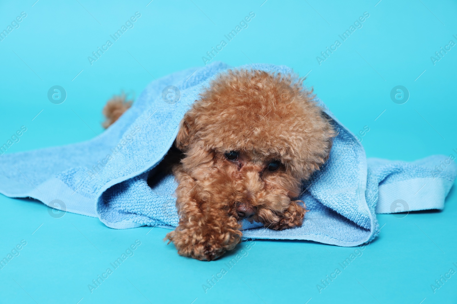 Photo of Cute Maltipoo dog wrapped in towel on light blue background