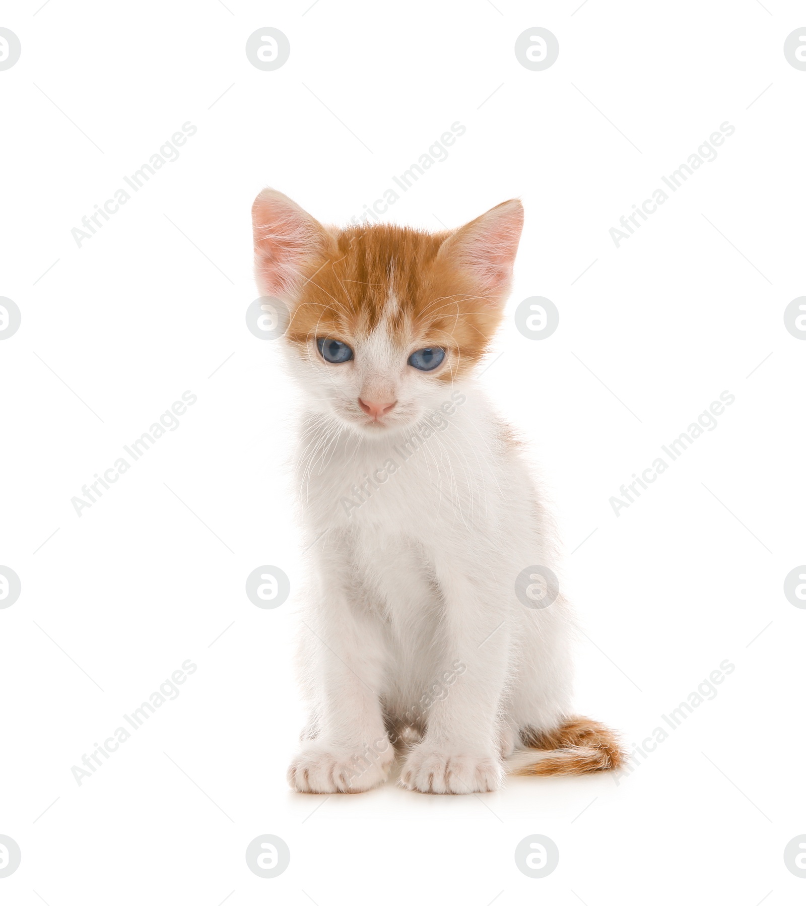 Photo of Cute little kitten on white background. Baby animal