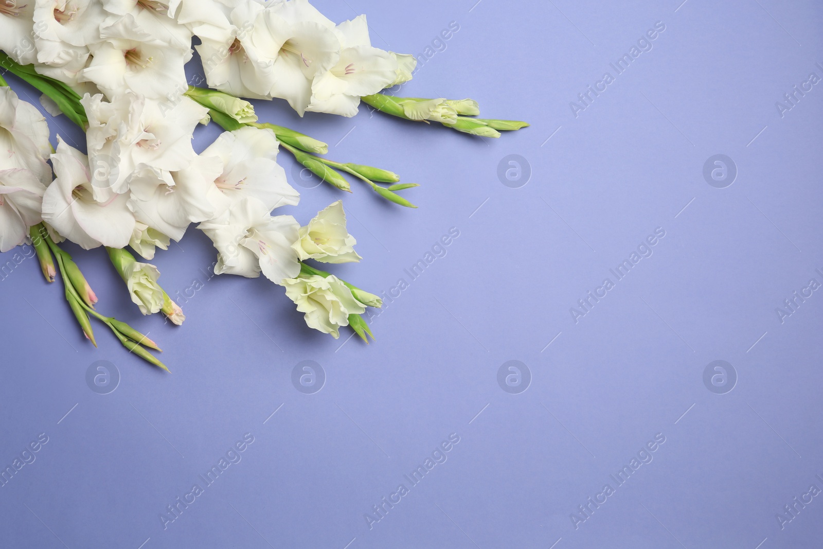 Photo of Flat lay composition with beautiful gladiolus flowers on color background