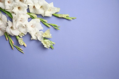 Photo of Flat lay composition with beautiful gladiolus flowers on color background