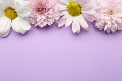 Beautiful chrysanthemum flowers on violet background, flat lay. Space for text