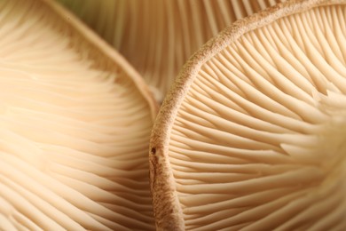 Photo of Fresh oyster mushrooms as background, macro view