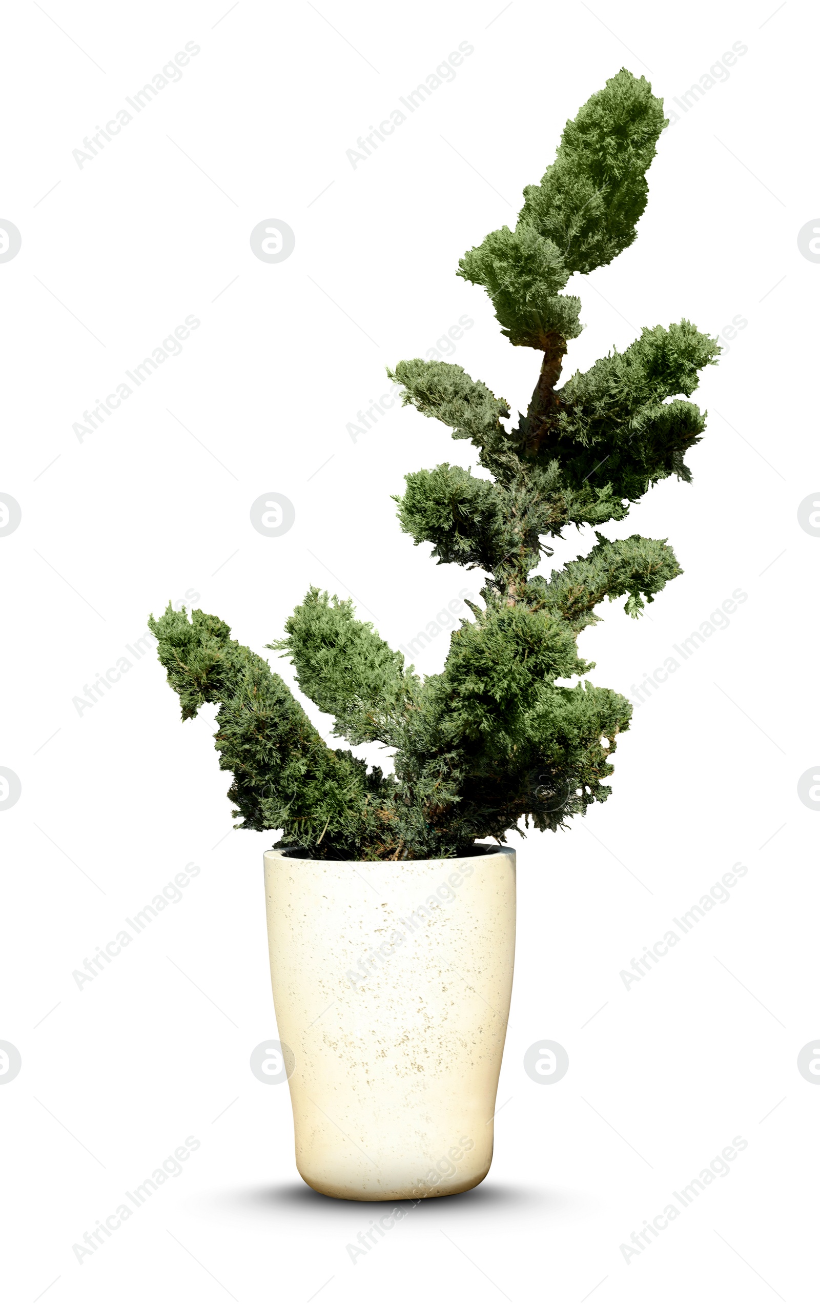 Image of Beautiful bonsai tree in pot isolated on white 