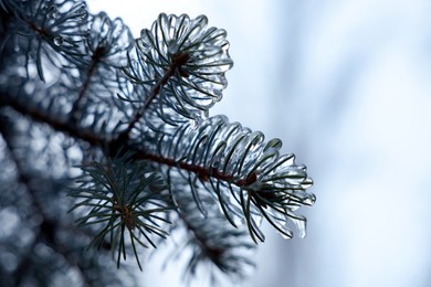 Closeup view of blue spruce in ice glaze outdoors on winter day