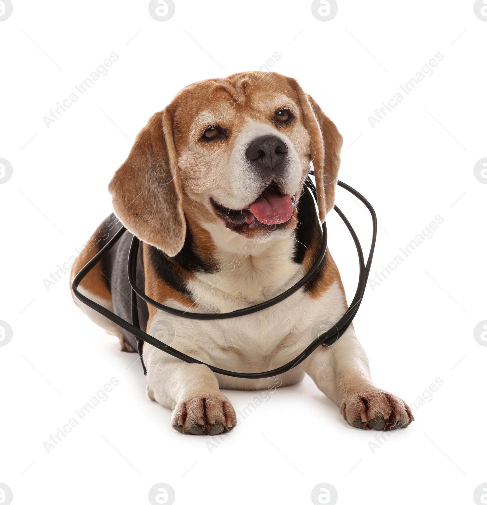 Photo of Naughty Beagle dog with damaged electrical wire on white background