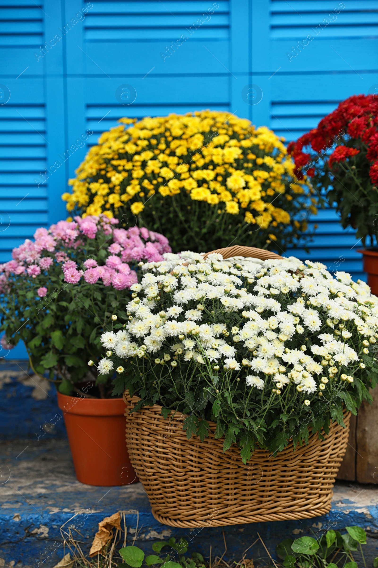 Photo of Beautiful fresh chrysanthemum flowers on stairs near blue shutters outdoors