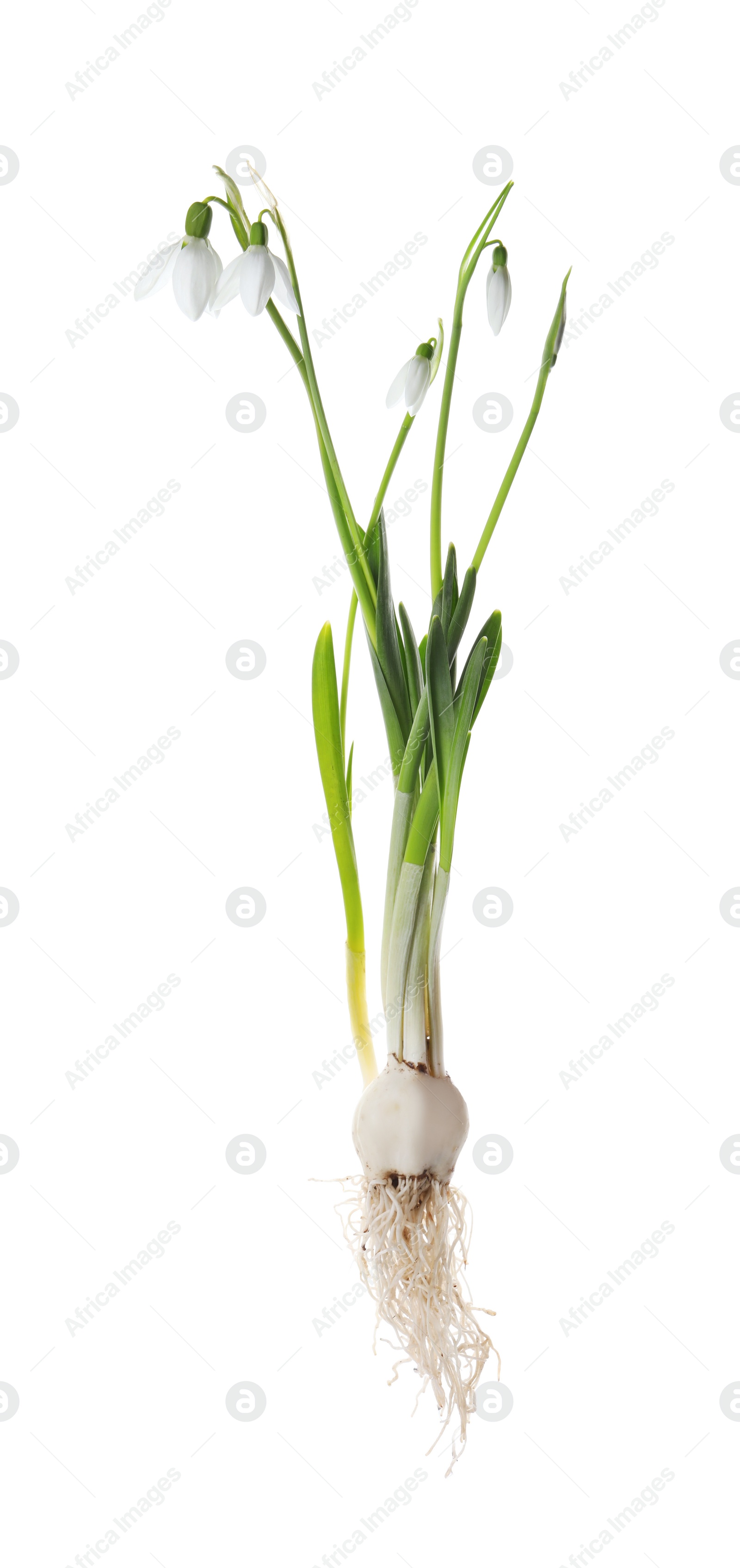 Photo of Beautiful snowdrops on white background. Spring flowers