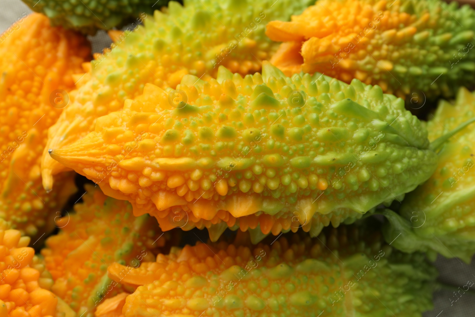 Photo of Many fresh bitter melons as background, closeup