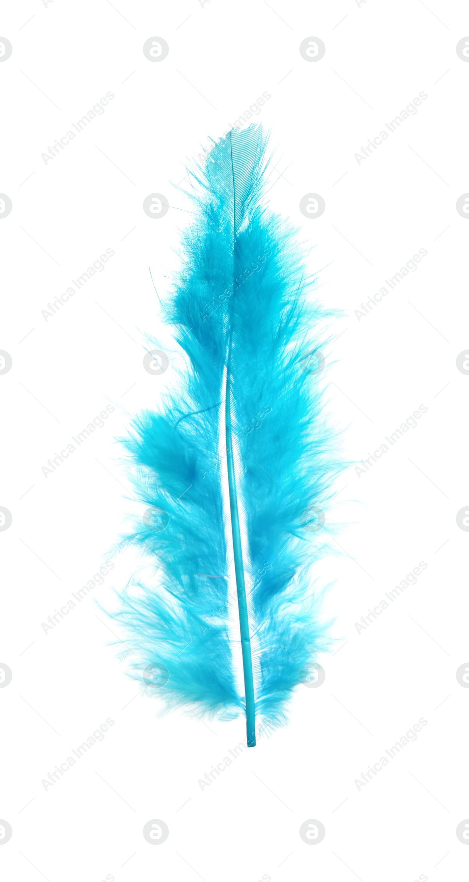 Photo of Beautiful light blue feather isolated on white