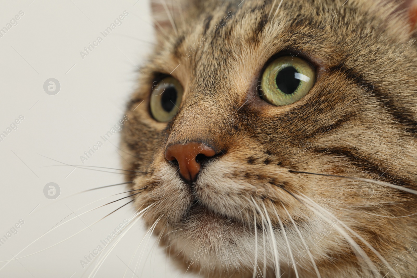 Photo of Closeup view of tabby cat with beautiful eyes on light background