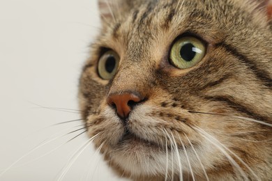 Closeup view of tabby cat with beautiful eyes on light background