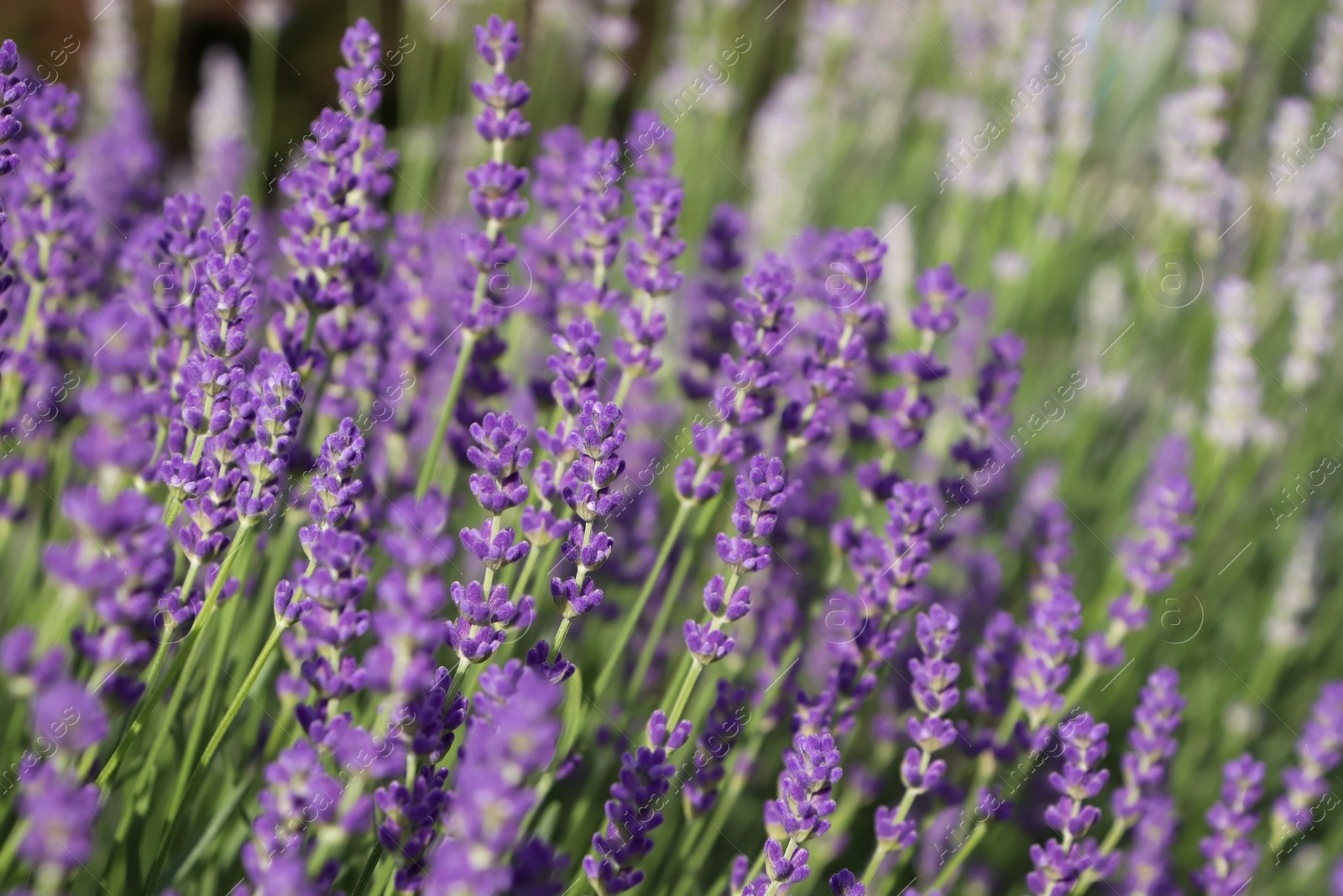 Photo of Beautiful blooming lavender plants in field on sunny day, closeup