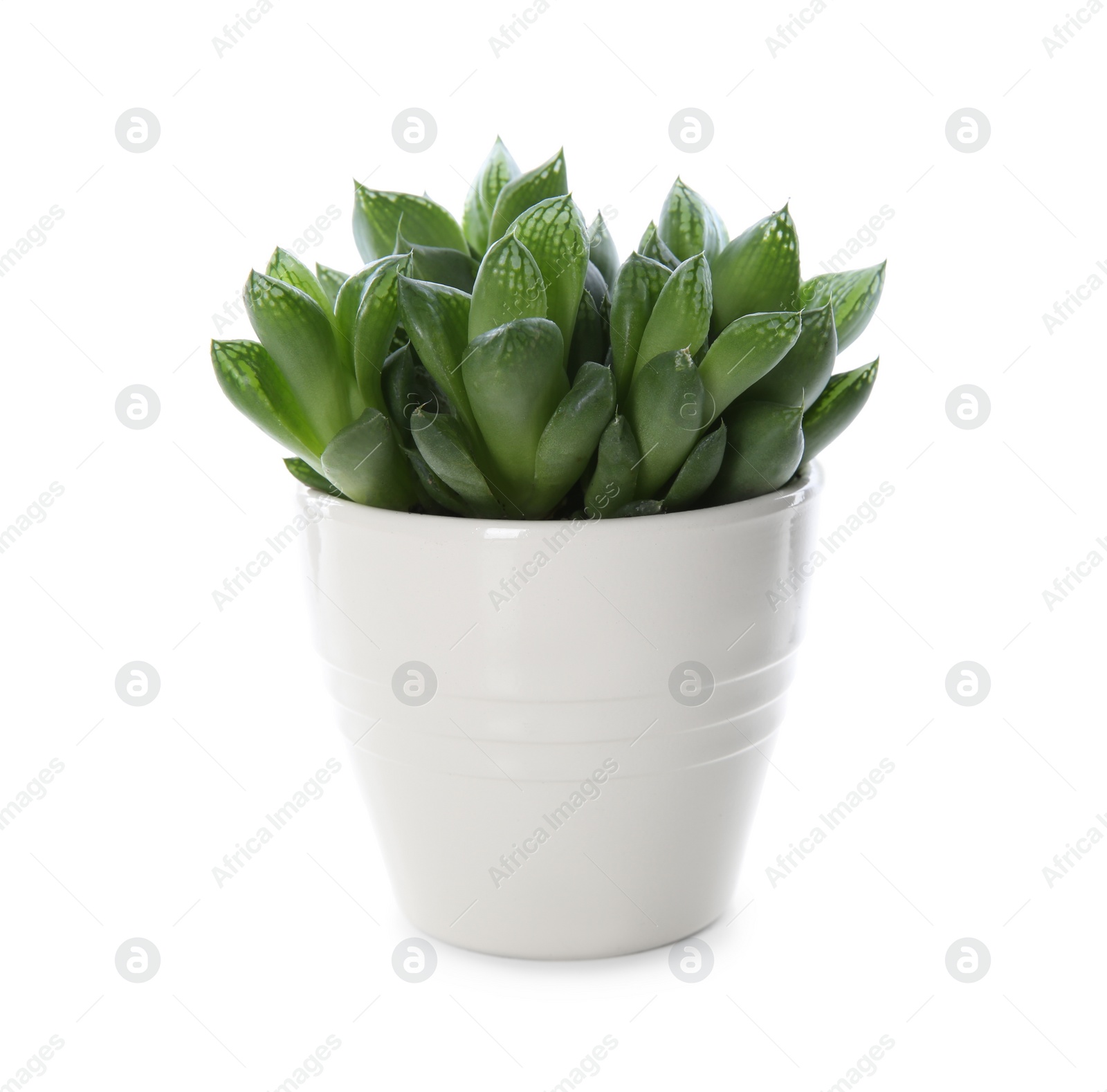 Photo of Beautiful potted echeveria isolated on white. Succulent plant