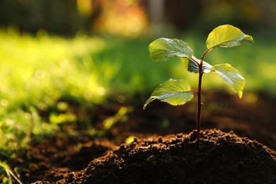 Seedling growing in fresh soil outdoors, closeup. Planting tree. Space for text