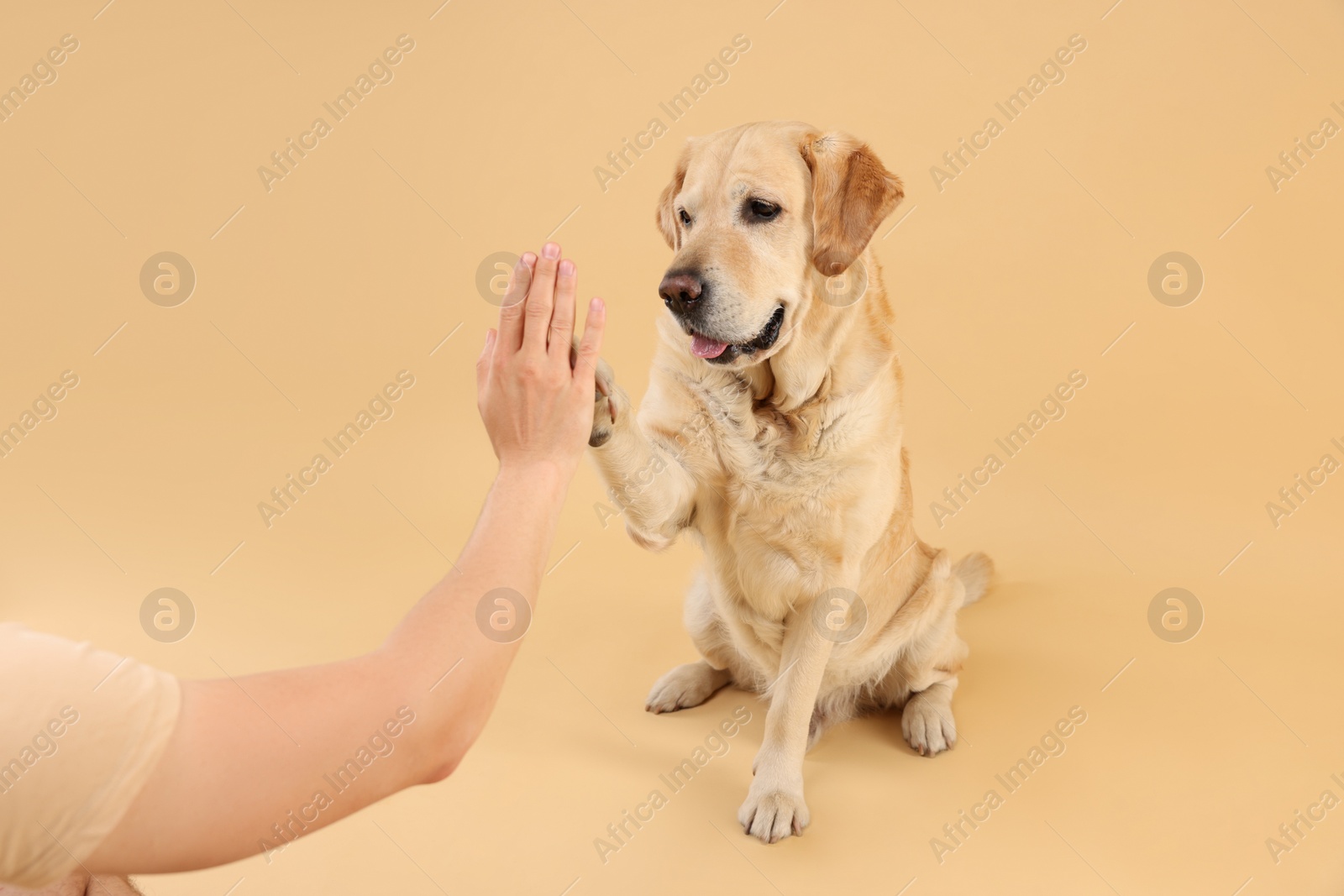 Photo of Cute Labrador Retriever dog giving high five to man on beige background