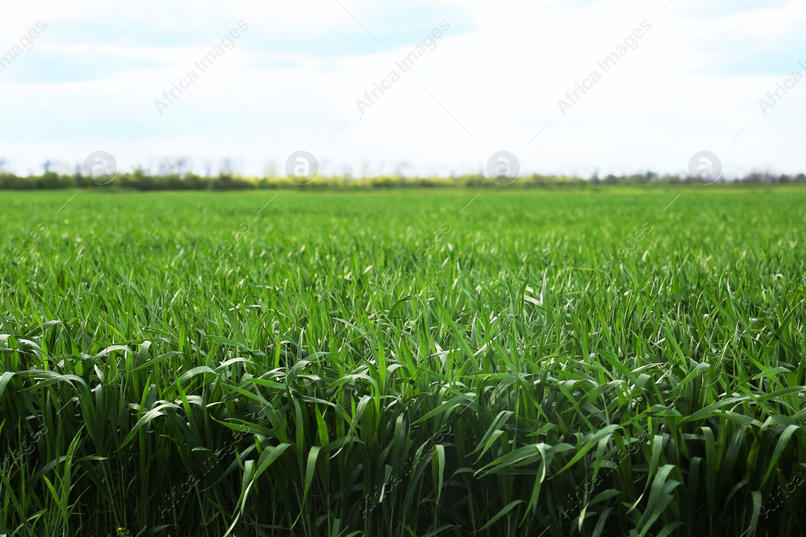 Photo of Beautiful agricultural field with ripening cereal crop under blue sky