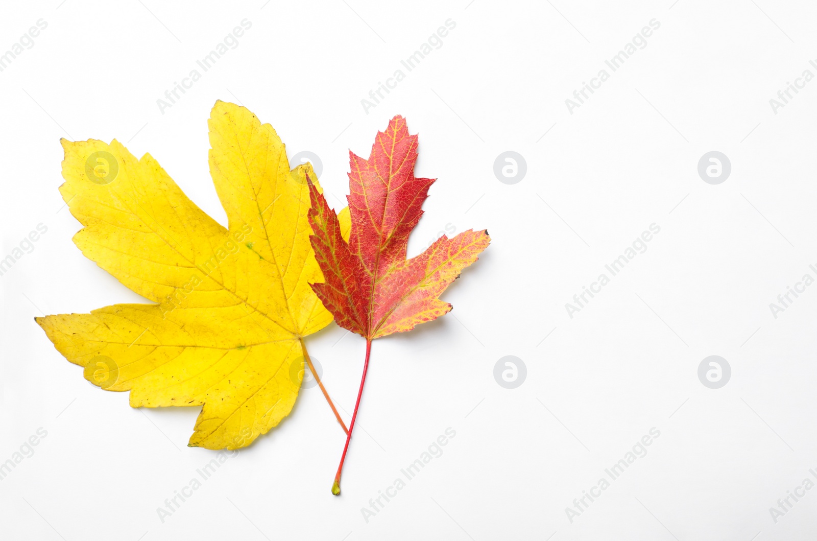 Photo of Colorful autumn leaves on white background, top view