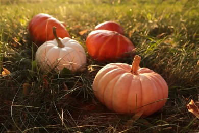 Many ripe pumpkins among green grass outdoors