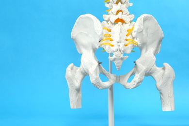 Photo of Artificial human spine model on blue background, closeup
