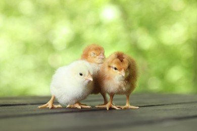 Photo of Many cute chicks on wooden surface outdoors, closeup. Baby animals
