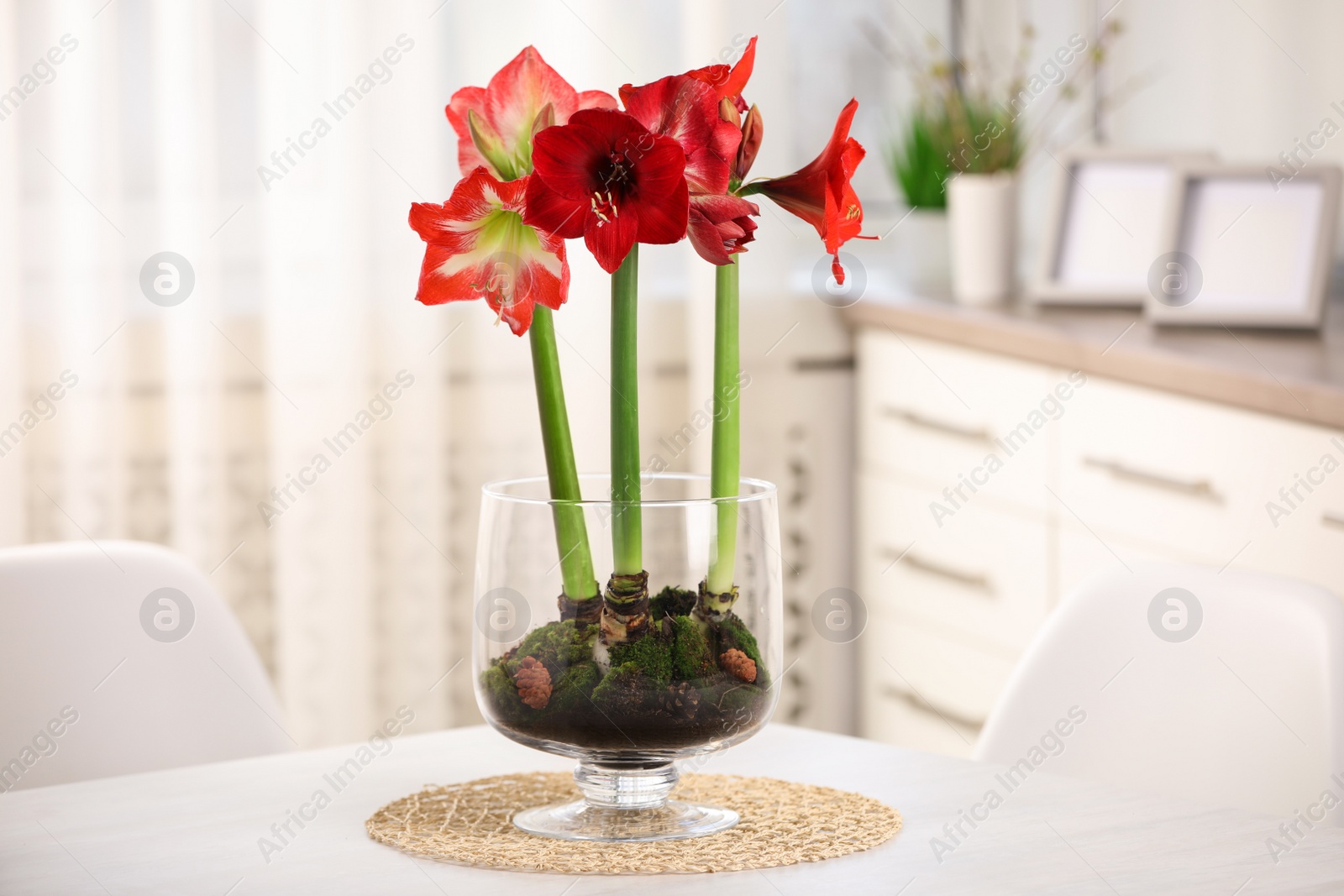 Photo of Beautiful red amaryllis flowers on table in room