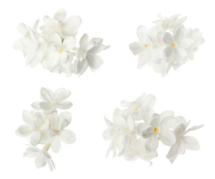 Image of Set of fragrant lilac flowers on white background