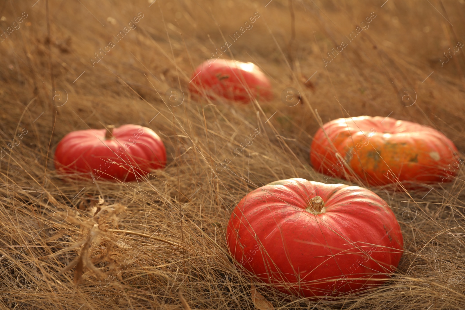 Photo of Ripe orange pumpkins among dry grass in field