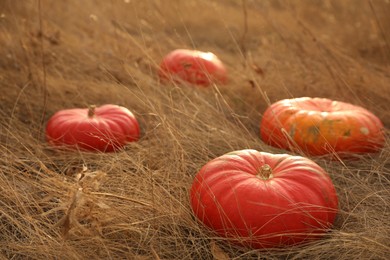 Ripe orange pumpkins among dry grass in field