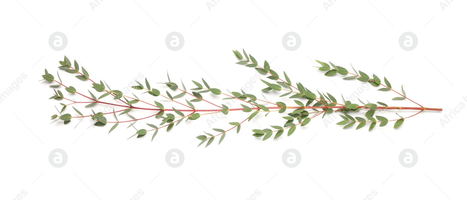 Photo of Eucalyptus branch with fresh leaves isolated on white, top view