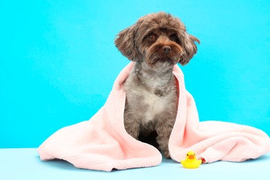 Photo of Cute Maltipoo dog wrapped in towel and bath duck on light blue background. Lovely pet