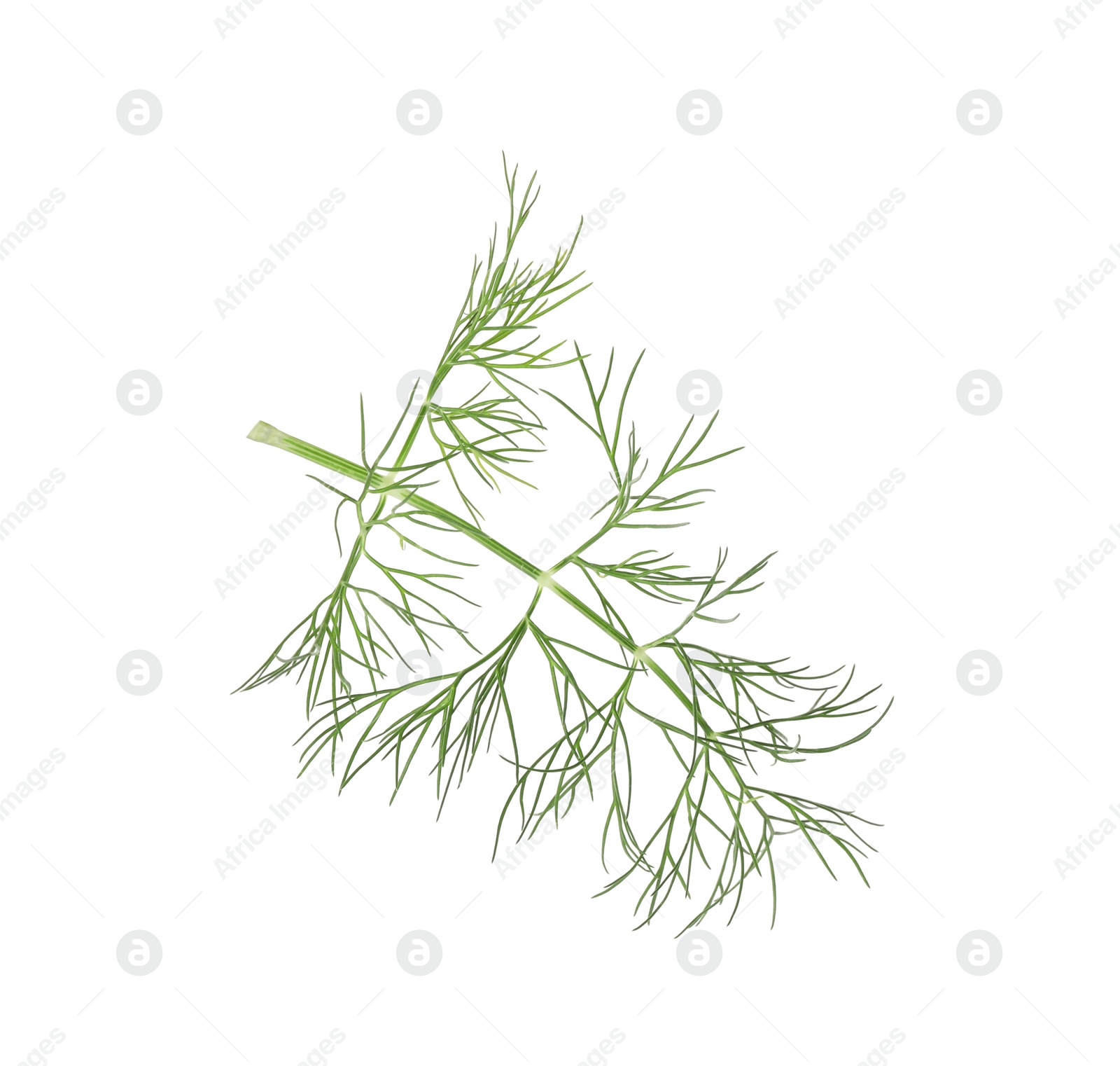 Photo of One sprig of fresh dill isolated on white