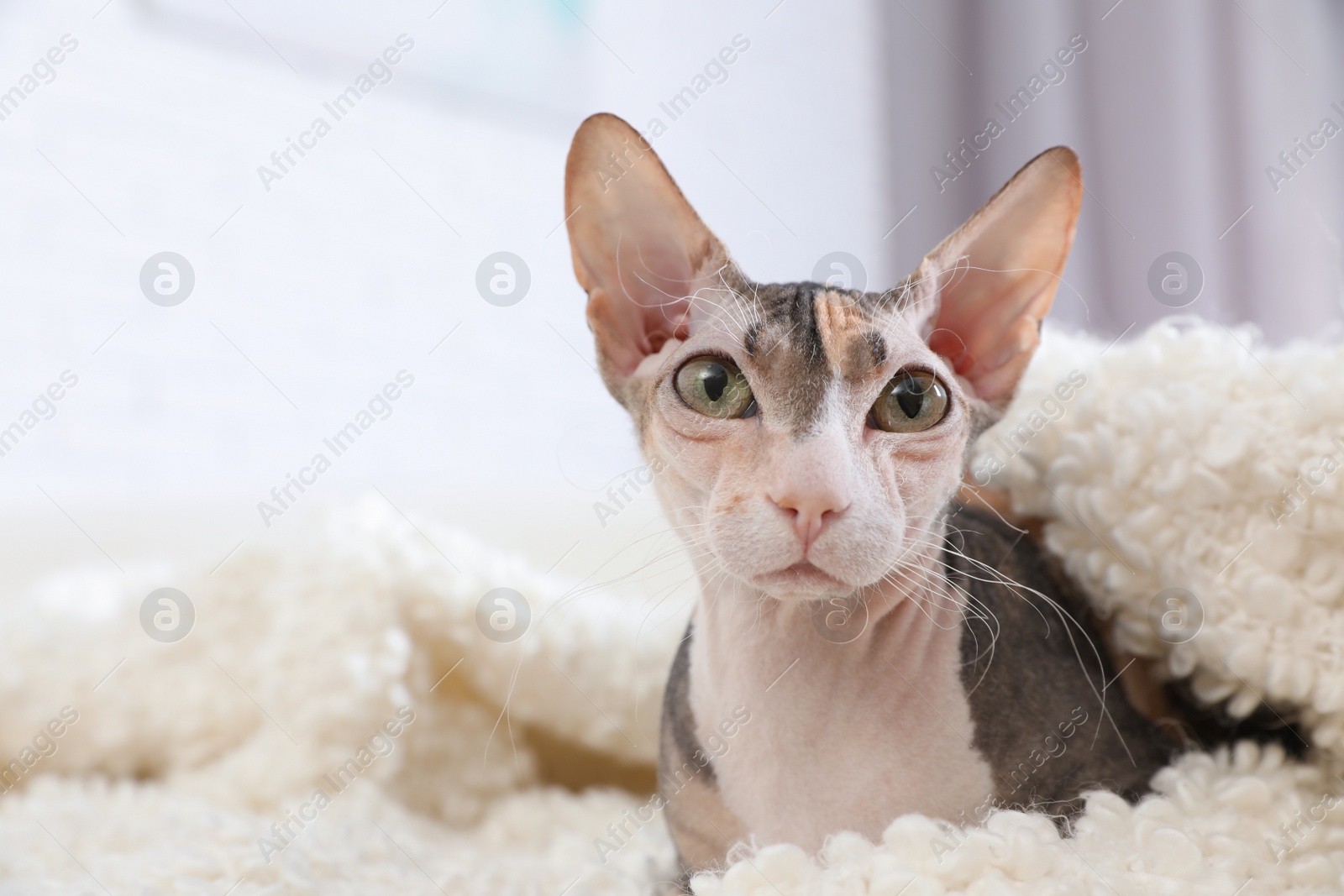 Photo of Adorable Sphynx cat looking into camera at home, space for text. Cute friendly pet