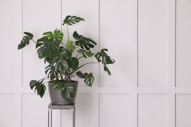 Photo of Green plant on stand near empty molding wall indoors, space for text