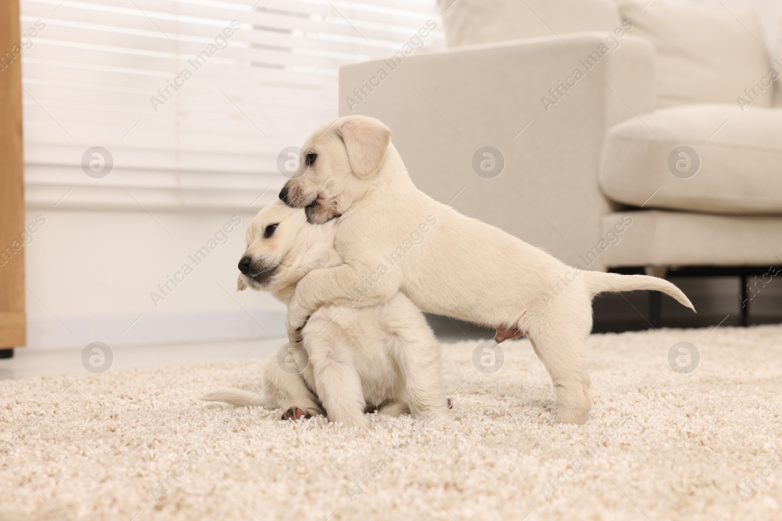 Photo of Cute little puppies playing on beige carpet at home